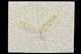 Fossil Dragonfly (Mesuropetala) - Solnhofen Limestone #103613-1